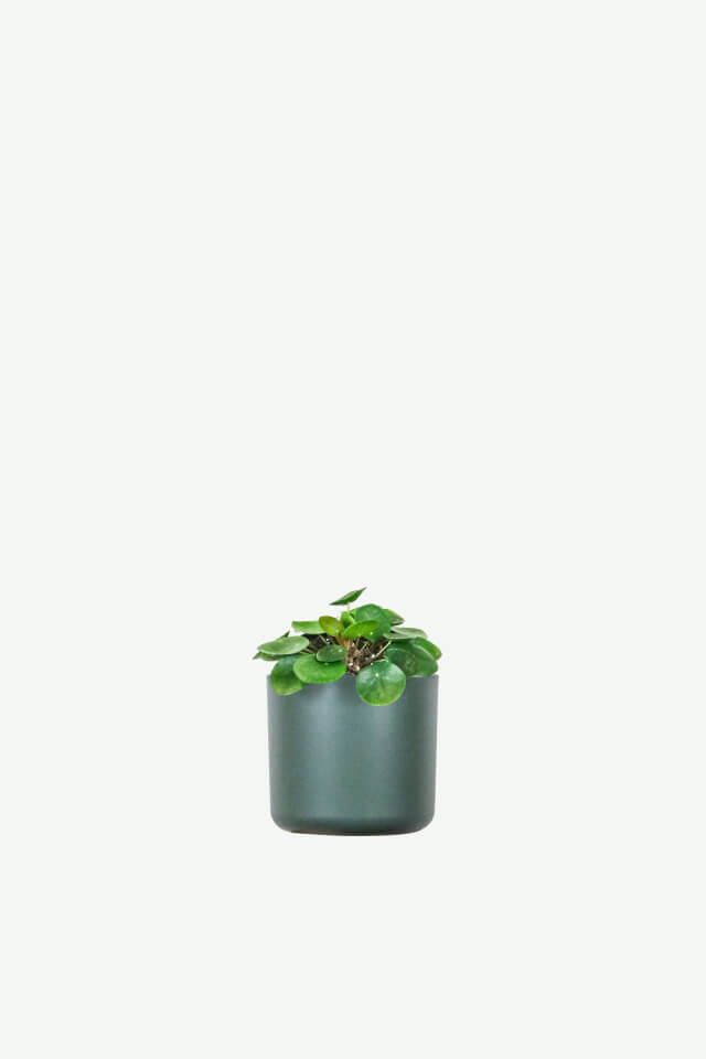 plants-ecommerce-product-featured-img-12 plants ecommerce product featured img 12